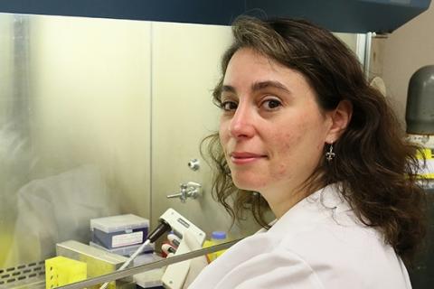 Dr. Smith working in her cell culture hood